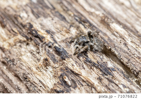 ヤマジハエトリ 71076822