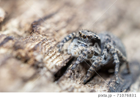 ヤマジハエトリ 71076831