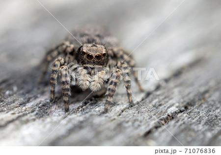 ヤマジハエトリ ヤマジハエトリ 71076836