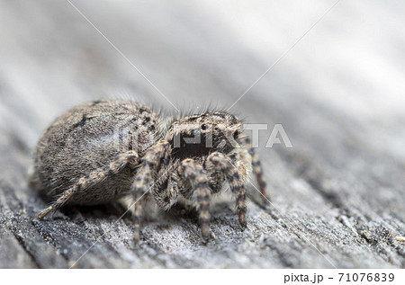 ヤマジハエトリ ヤマジハエトリ 71076839