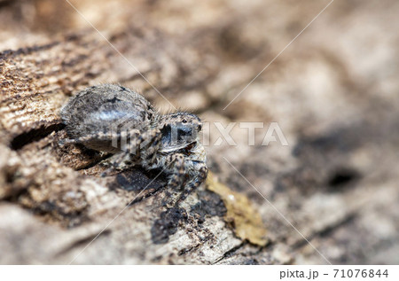 ヤマジハエトリ 71076844