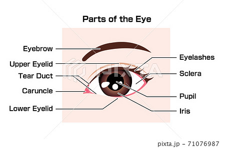 眼 目の周辺の各部名称 ベクターイラスト 英語 のイラスト素材