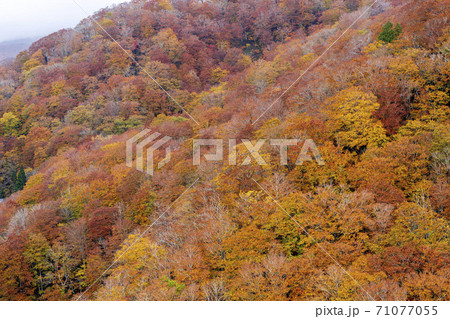 雨上がりの湯浜峠 紅葉 宮城県栗原市 雨上がりの湯浜峠 紅葉 宮城県栗原市 71077055