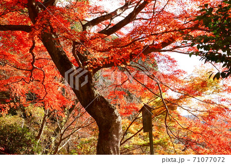 下関・東行庵の紅葉 下関・東行庵の紅葉 71077072
