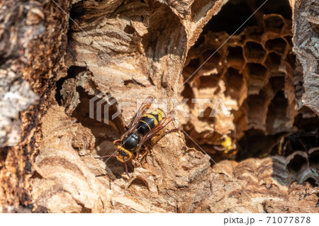 The European hornet, lat. Vespa crabro, is the largest eusocial wasp native to Europe 71077878