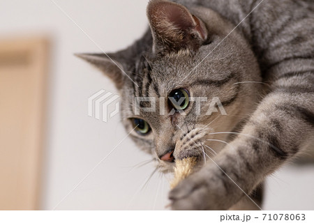猫じゃらしに噛みつく猫　サバトラ猫 71078063