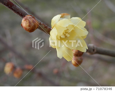 ソシンロウバイ 71078346