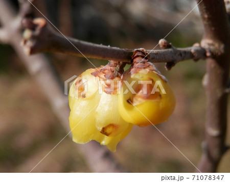 ソシンロウバイ 71078347