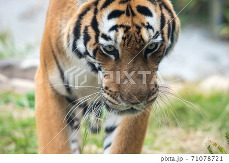 威風堂々 71078721