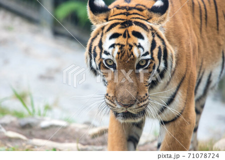 威風堂々 71078724