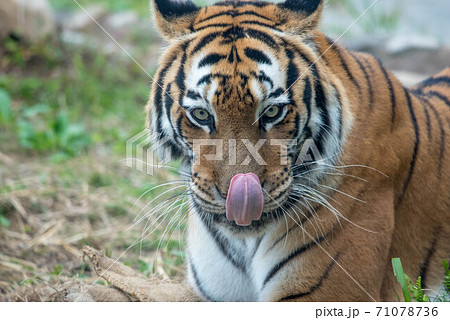 威風堂々 71078736