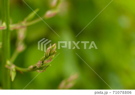 Adam's Needle bud. Adam's Needle bud. 71078806