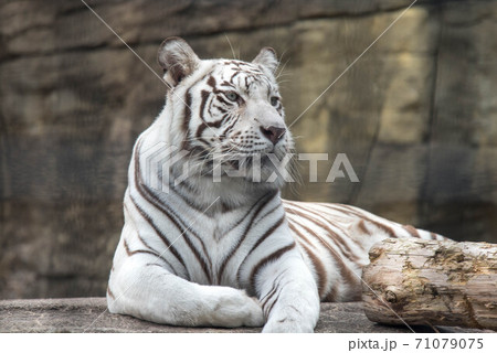 白い王者 71079075