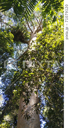 熱帯雨林の木の写真素材