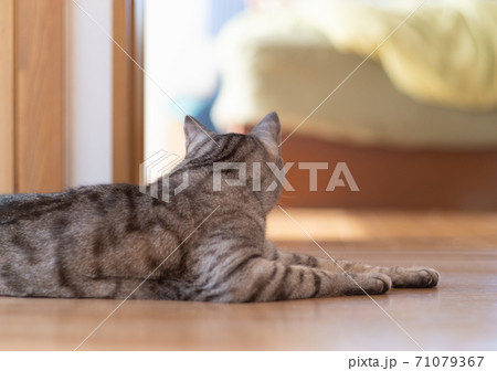 のんびり過ごす猫 サバトラ猫 のんびり過ごす猫 サバトラ猫 71079367
