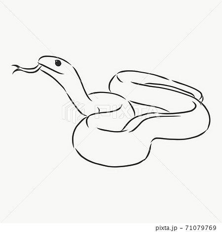 Snake sketch, snake, vector sketch illustration wild animal 71079769
