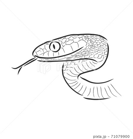 Snake sketch, snake, vector sketch illustration wild animal Snake sketch, snake, vector sketch illustration wild animal 71079900
