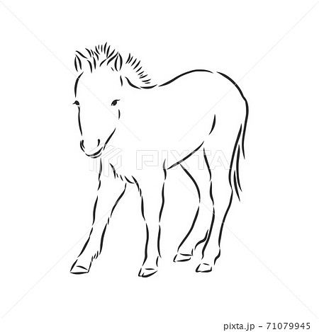 Vector Hand Drawing Pony Isolated On White のイラスト素材 71079945 Pixta