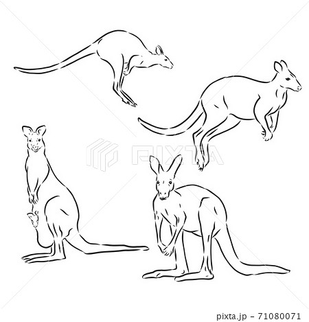 Kangaroo Drawing  Sketches For Kids  Kids Art  Craft
