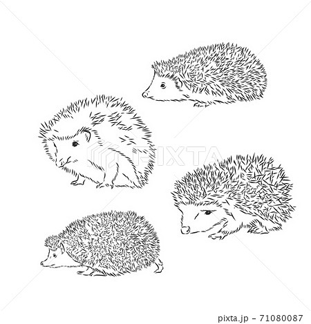 Hedgehog Sketch Drawing Isolated On White のイラスト素材