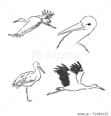 White Stork Illustration Drawing Engraving のイラスト素材