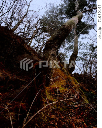 倒木のたくましさ 71080145