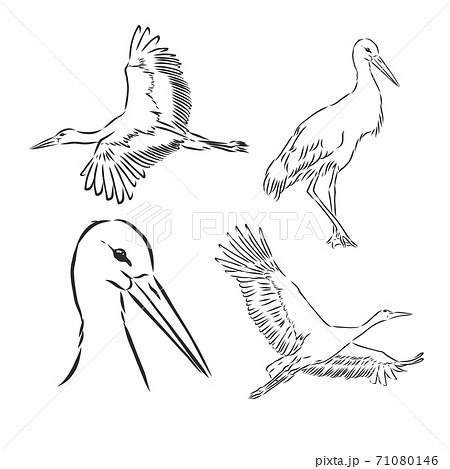 White stork illustration, drawing, engraving, ink, line art, vector, stork, vector sketch illustration 71080146