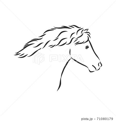 Vector hand drawing pony isolated on white background, pony horse, vector sketch illustration 71080179