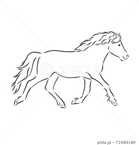 Vector Hand Drawing Pony Isolated On White のイラスト素材