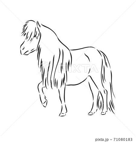 Vector Hand Drawing Pony Isolated On White のイラスト素材 71080183 Pixta