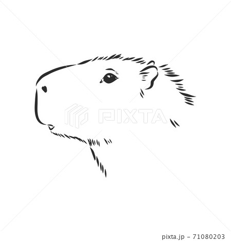 Capybara hand drawing. Animals of South America series. Vintage engraving style. Vector illustration art. Black and white. Object of nature naturalistic sketch. capybara, vector sketch illustration 71080203