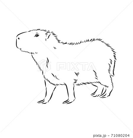 How to Draw a Capybara  YouTube