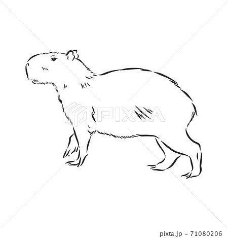 Capybara hand drawing. Animals of South America series. Vintage engraving style. Vector illustration art. Black and white. Object of nature naturalistic sketch. capybara, vector sketch illustration 71080206