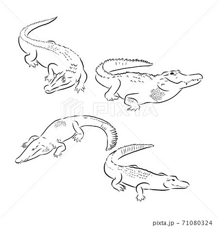 hand draw a crocodile-style sketch on a black and white background, crocodile vector sketch illustration 71080324
