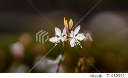 白い蝶の様に咲くハクチョウソウ 白い蝶の様に咲くハクチョウソウ 71080362