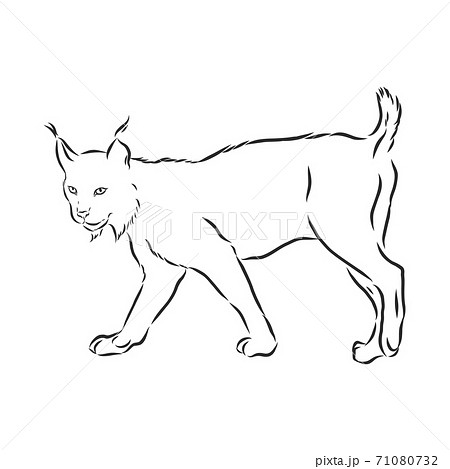 Lynx. Wild cat. Predator. Hand drawn. Black and white. Stylized. Decorative. Vector. lynx wild animal, vector sketch illustration Lynx. Wild cat. Predator. Hand drawn. Black and white. Stylized. Decorative. Vector. lynx wild animal, vector sketch illustration 71080732