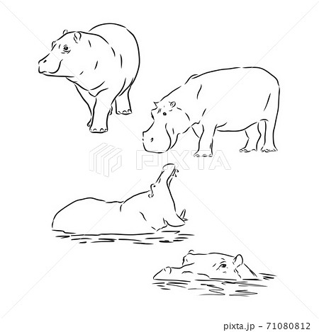 Top more than 146 hippopotamus sketch super hot