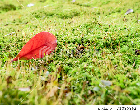 鮮やかな緑の苔の絨毯と真っ赤な落ち葉の写真素材