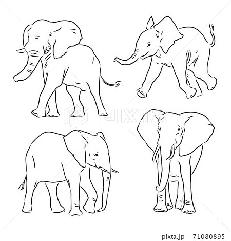 Vector Illustration Hand Drawn Realistic のイラスト素材