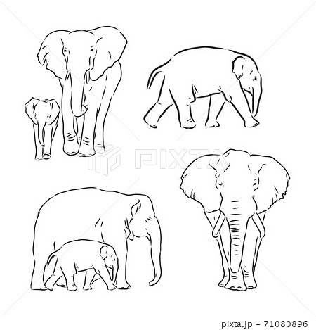 Vector Illustration Hand Drawn Realistic のイラスト素材