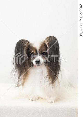 カメラ目線のパピヨン 71081182