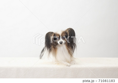 カメラ目線のパピヨン 71081183