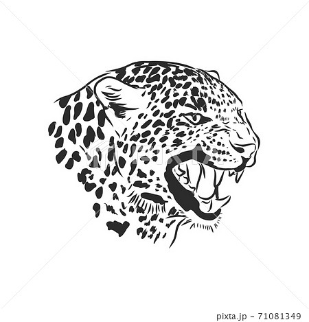 Black and white vector sketch of a leopard's head 71081349