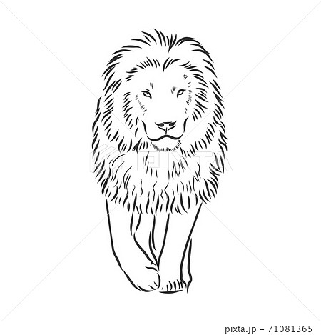 Hand Drawn Lion Sketch Vector Illustration Wildのイラスト素材