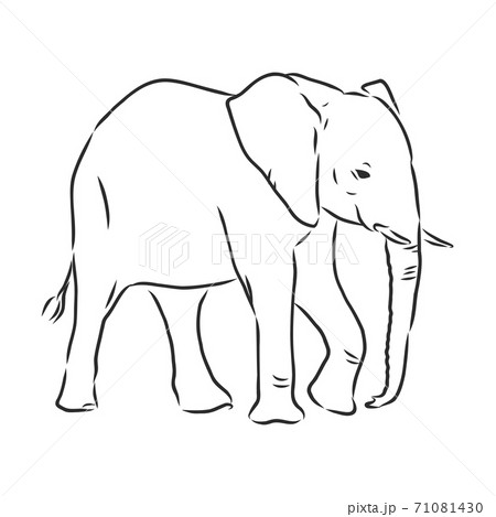 african elephant silhouette - freehand on a white 71081430