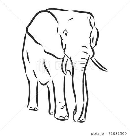african elephant silhouette - freehand on a white 71081500