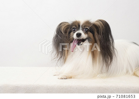 微笑むカメラ目線のパピヨン 71081653