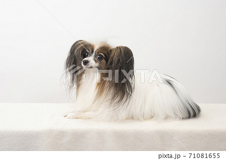微笑むカメラ目線のパピヨン 71081655
