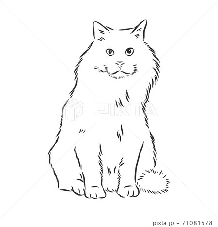 domestic cat, realistic vector sketch 71081678