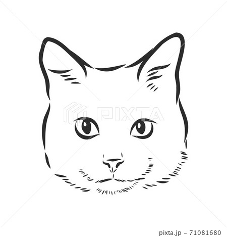 Portrait Of A Cat Domestic Cat Vectorのイラスト素材